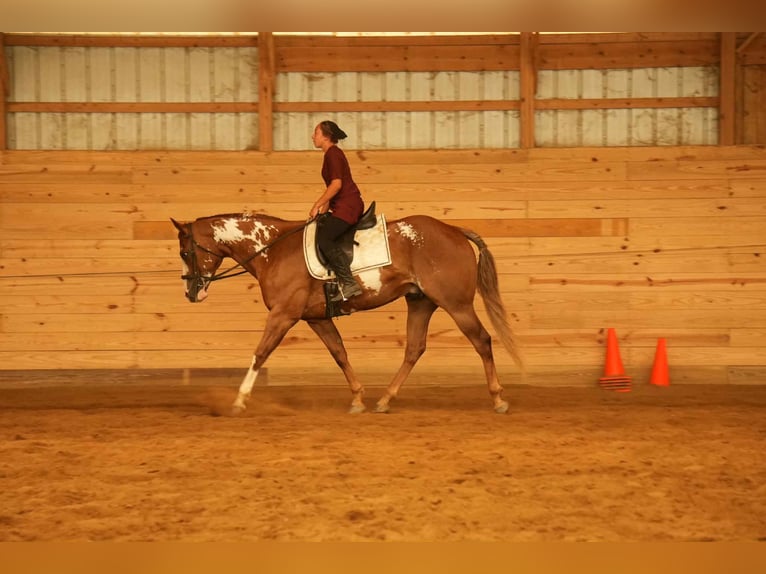 American Paint Horse Caballo castrado 4 años 157 cm Alazán rojizo in Fresno