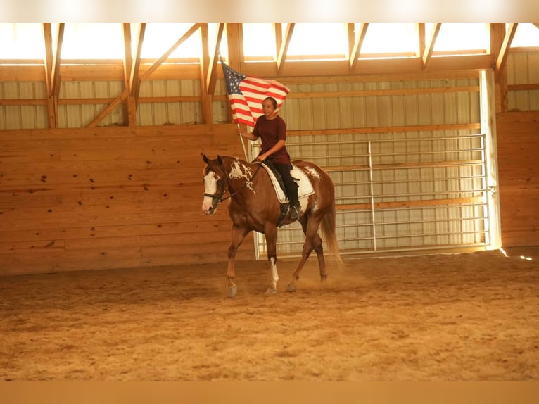 American Paint Horse Caballo castrado 4 años 157 cm Alazán rojizo in Fresno