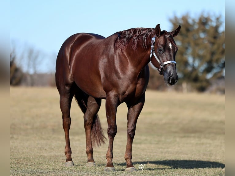 American Paint Horse Caballo castrado 4 años 157 cm Alazán-tostado in Buffalo