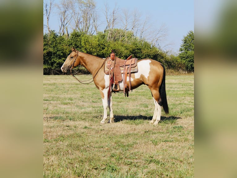 American Paint Horse Caballo castrado 4 años 157 cm Pío in Brownstown