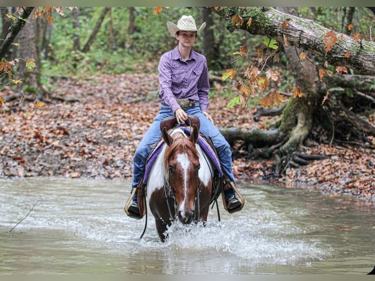 American Paint Horse Caballo castrado 4 años 157 cm Tobiano-todas las-capas in Robards