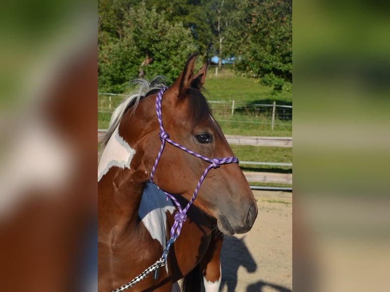 American Paint Horse Caballo castrado 4 años 157 cm Tobiano-todas las-capas in Bonefeld