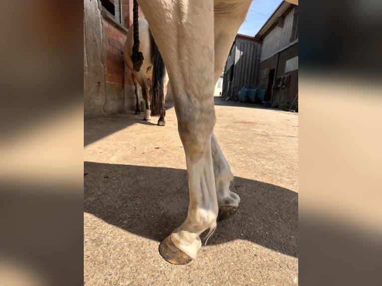 American Paint Horse Caballo castrado 4 años 158 cm Champán in Remseck am Neckar