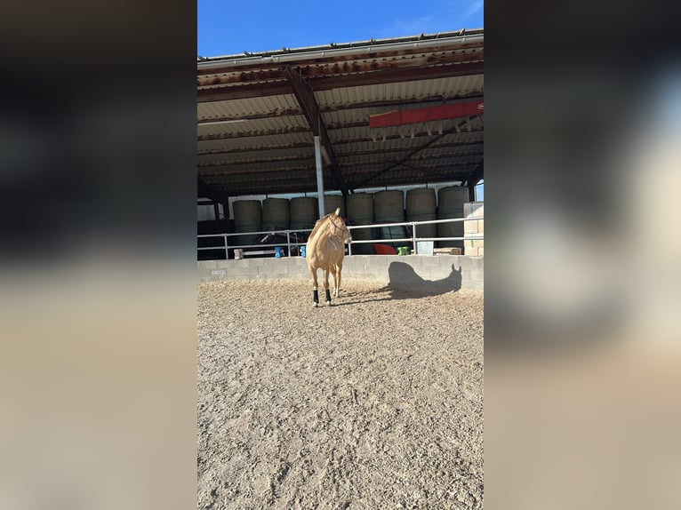 American Paint Horse Caballo castrado 4 años 158 cm Champán in Remseck am Neckar