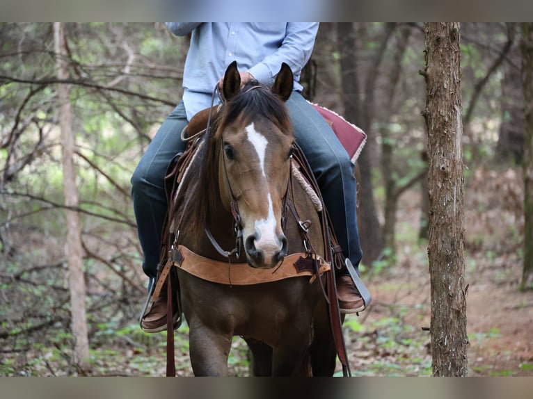 American Paint Horse Caballo castrado 4 años Buckskin/Bayo in Ripley