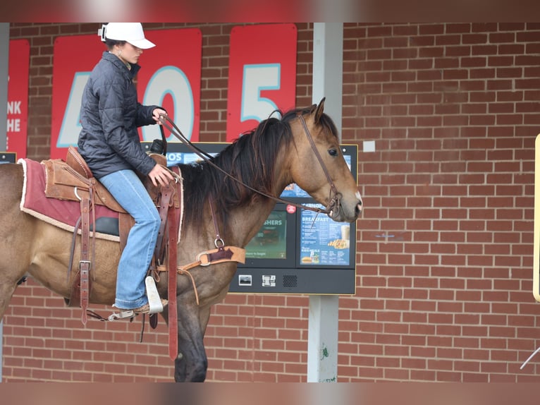 American Paint Horse Caballo castrado 4 años Buckskin/Bayo in Ripley
