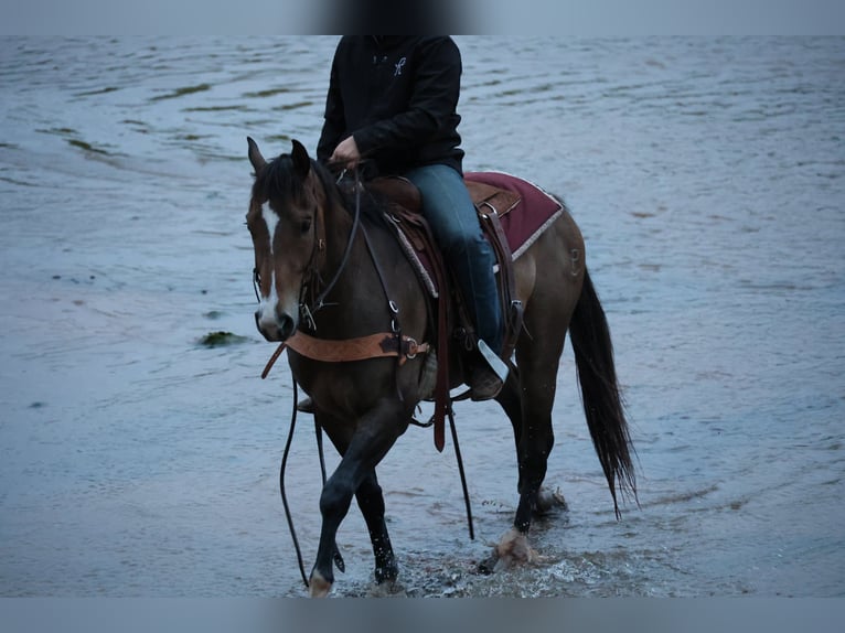American Paint Horse Caballo castrado 4 años Buckskin/Bayo in Ripley