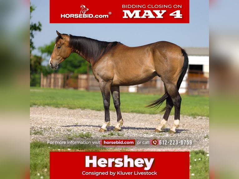 American Paint Horse Caballo castrado 4 años Buckskin/Bayo in Ripley