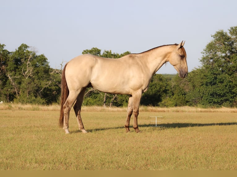American Paint Horse Caballo castrado 4 años Champán in Killeen