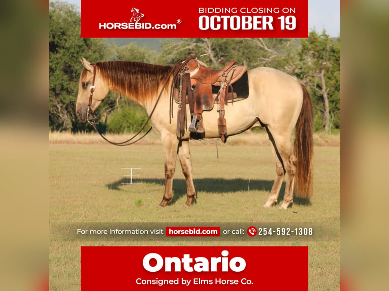 American Paint Horse Caballo castrado 4 años Champán in Killeen