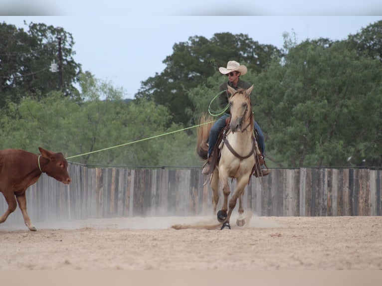 American Paint Horse Caballo castrado 4 años Champán in Killeen