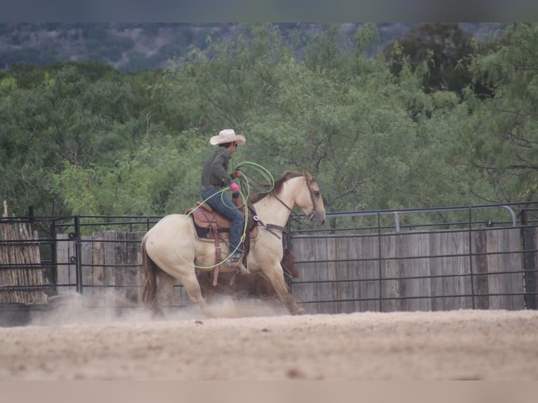 American Paint Horse Caballo castrado 4 años Champán in Killeen