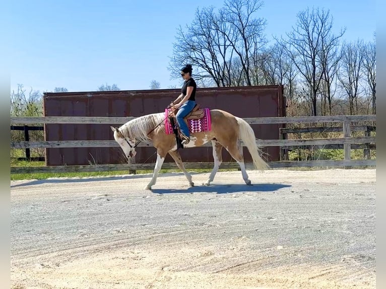 American Paint Horse Caballo castrado 4 años Palomino in Grantville, PA