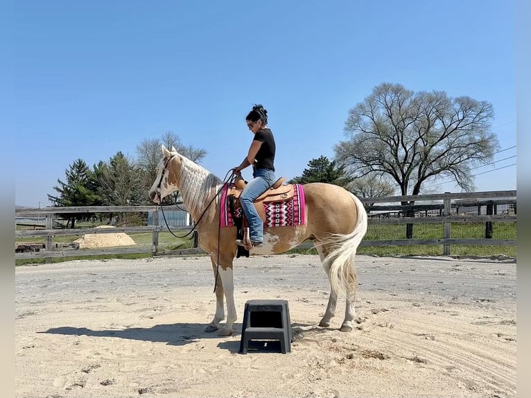American Paint Horse Caballo castrado 4 años Palomino in Grantville, PA