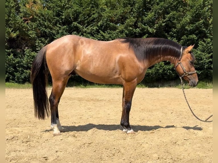 American Paint Horse Caballo castrado 4 años Rabicano in San Pierino