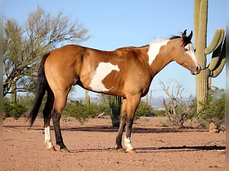American Paint Horse Caballo castrado 4 años Tobiano-todas las-capas in Marana