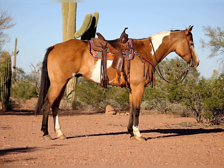 American Paint Horse Caballo castrado 4 años Tobiano-todas las-capas in Marana