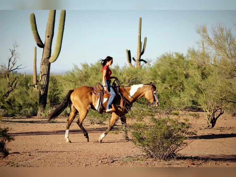 American Paint Horse Caballo castrado 4 años Tobiano-todas las-capas in Marana