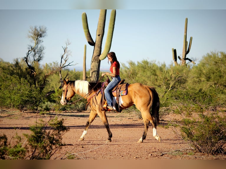 American Paint Horse Caballo castrado 4 años Tobiano-todas las-capas in Marana