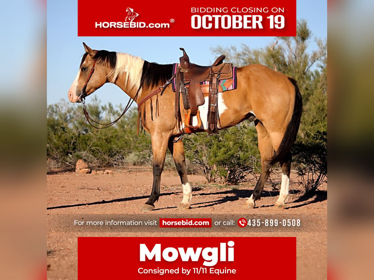 American Paint Horse Caballo castrado 4 años Tobiano-todas las-capas in Marana