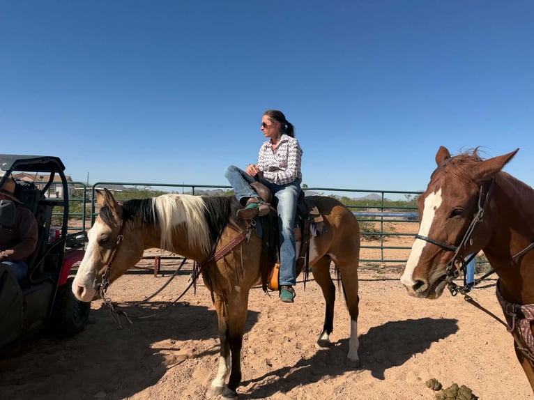 American Paint Horse Caballo castrado 4 años Tobiano-todas las-capas in Marana
