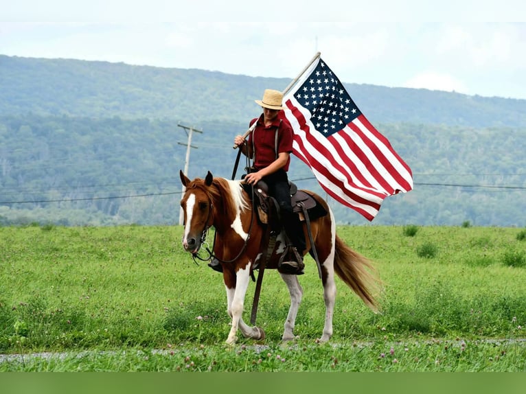 American Paint Horse Caballo castrado 5 años 142 cm Pío in Rebersburg