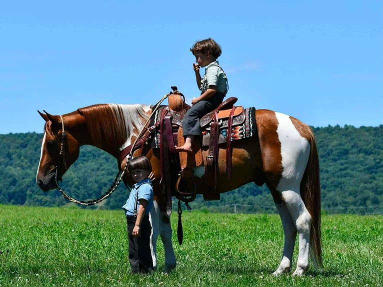 American Paint Horse Caballo castrado 5 años 142 cm Pío in Rebersburg