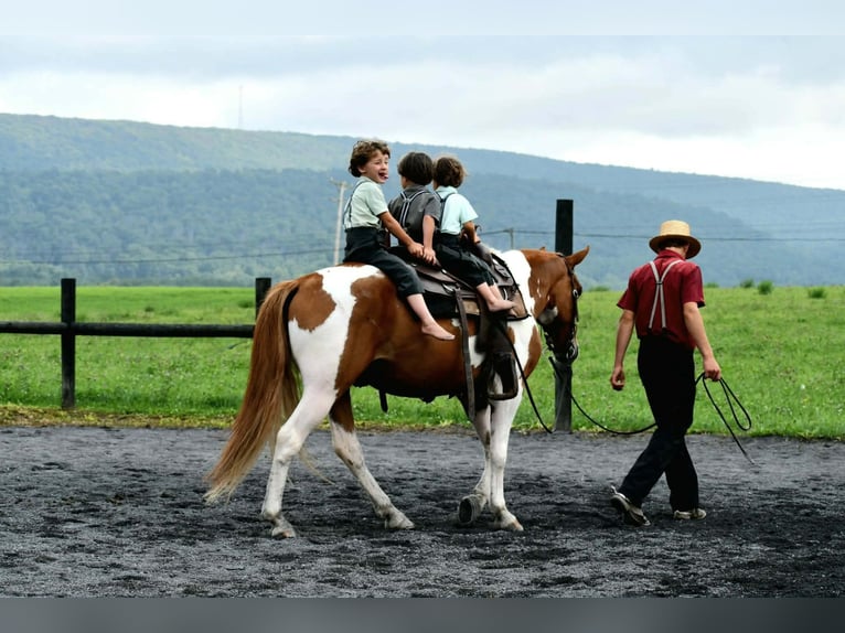 American Paint Horse Caballo castrado 5 años 142 cm Pío in Rebersburg