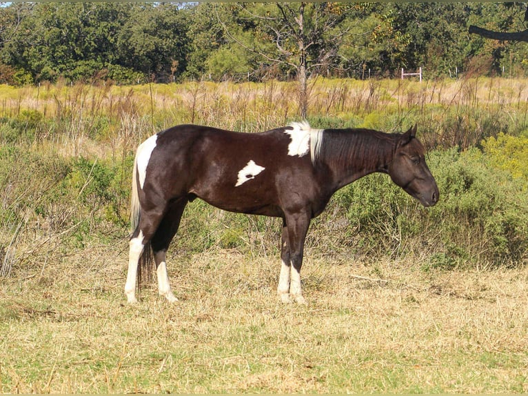 American Paint Horse Caballo castrado 5 años 142 cm Tobiano-todas las-capas in Poolville TX
