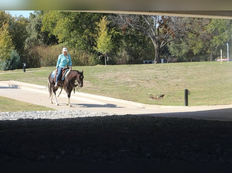 American Paint Horse Caballo castrado 5 años 142 cm Tobiano-todas las-capas in Poolville