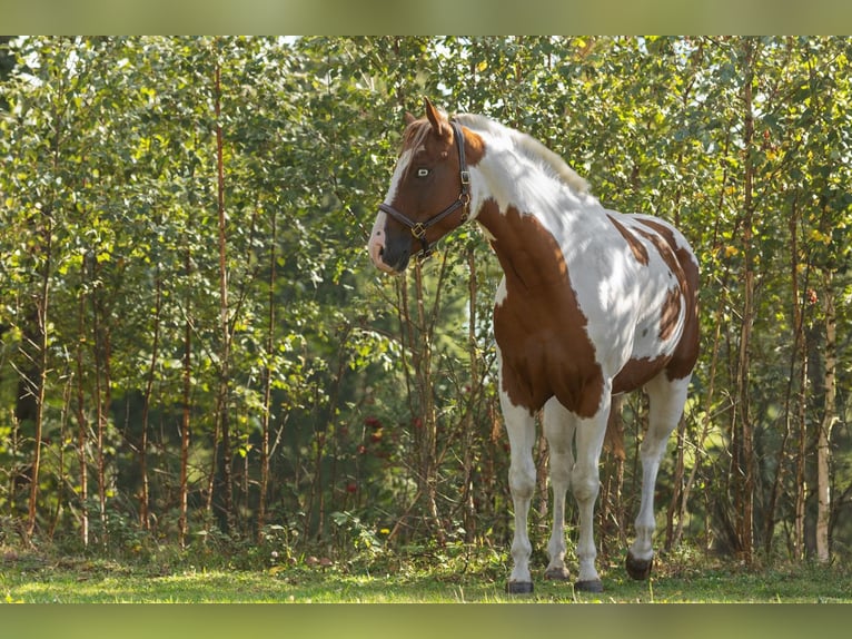 American Paint Horse Caballo castrado 5 años 145 cm Pío in Sandl