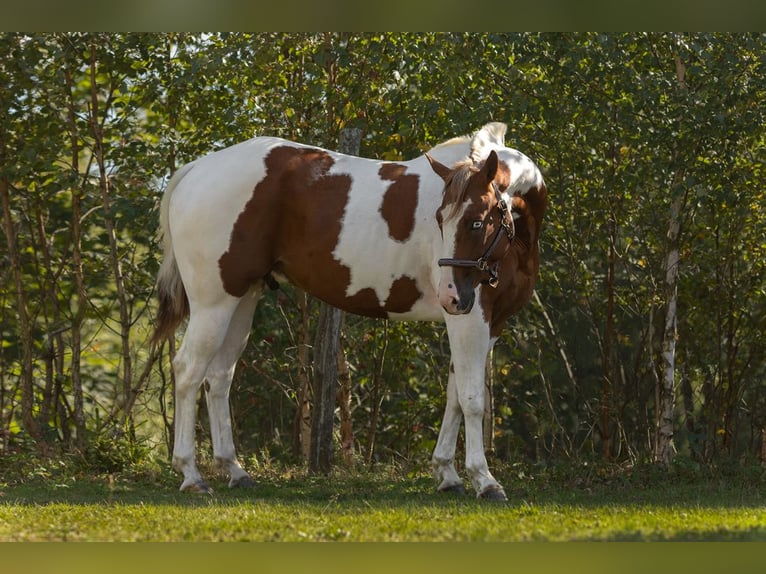 American Paint Horse Caballo castrado 5 años 145 cm Pío in Sandl