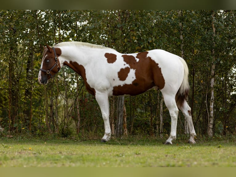 American Paint Horse Caballo castrado 5 años 145 cm Pío in Sandl