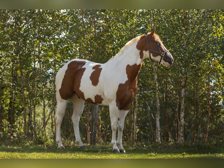 American Paint Horse Caballo castrado 5 años 145 cm Pío in Sandl