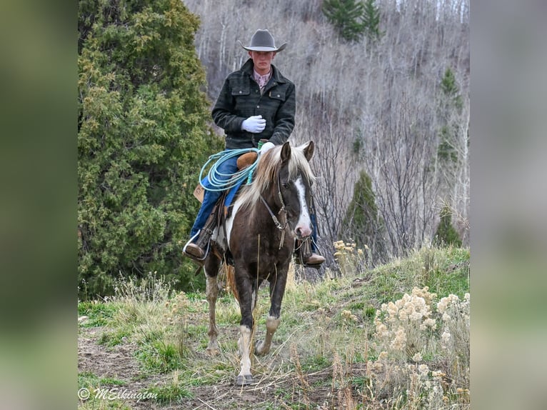 American Paint Horse Caballo castrado 5 años 147 cm Pío in Rigby