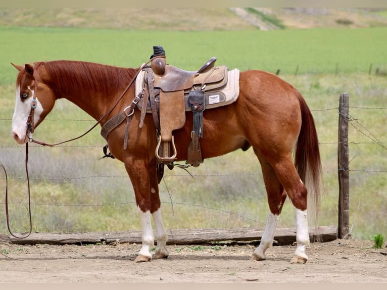 American Paint Horse Caballo castrado 5 años 150 cm Alazán-tostado in Bitterwater CA