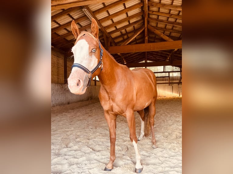 American Paint Horse Caballo castrado 5 años 150 cm Overo-todas las-capas in Steyerberg