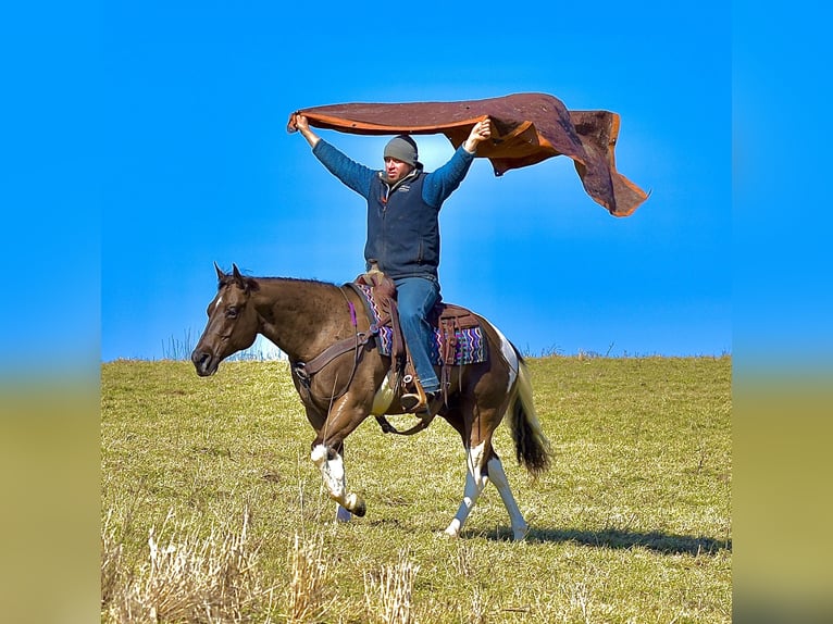 American Paint Horse Caballo castrado 5 años 150 cm Pío in Fresno