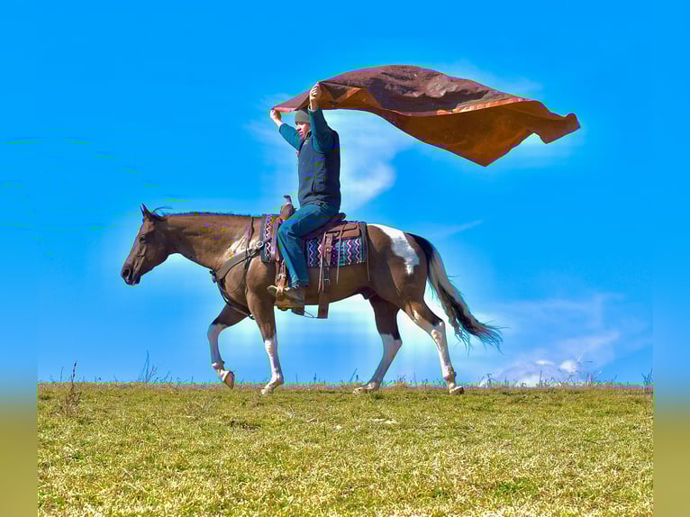 American Paint Horse Caballo castrado 5 años 150 cm Pío in Fresno