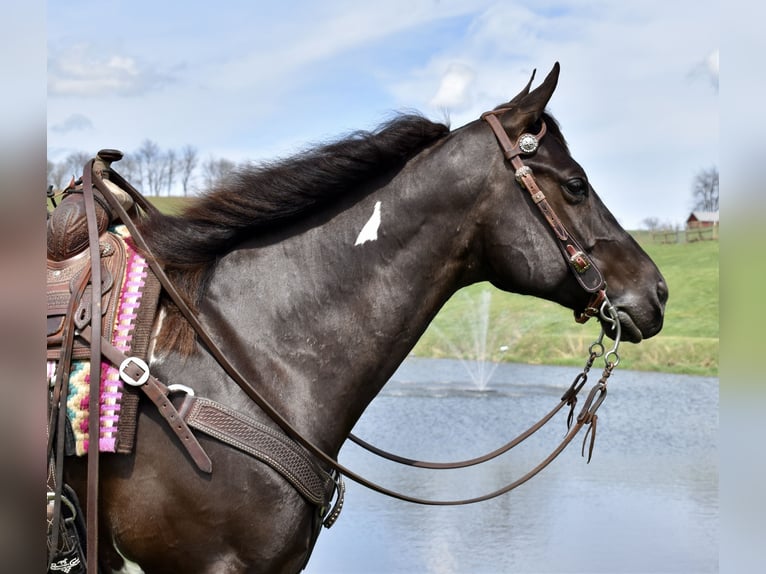 American Paint Horse Caballo castrado 5 años 150 cm Pío in Fresno
