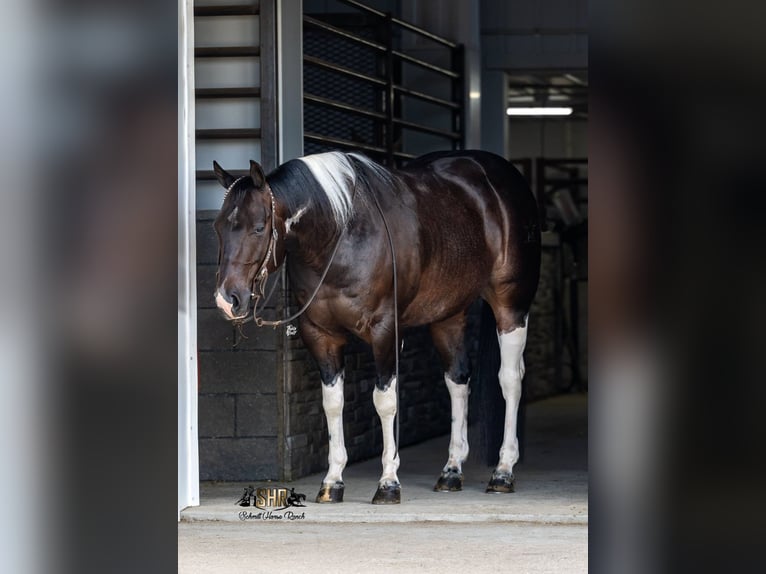 American Paint Horse Caballo castrado 5 años 150 cm Tobiano-todas las-capas in Holland, IA