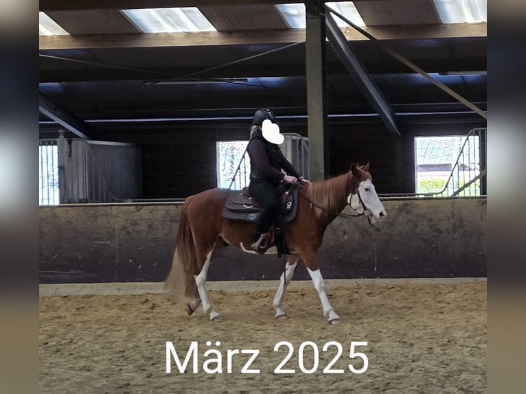 American Paint Horse Mestizo Caballo castrado 5 años 151 cm Overo-todas las-capas in Raesfeld