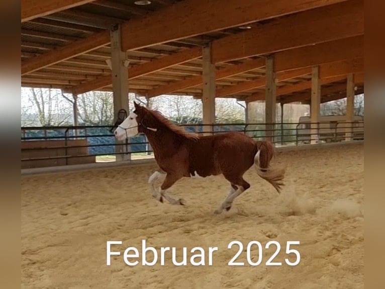 American Paint Horse Mestizo Caballo castrado 5 años 151 cm Overo-todas las-capas in Raesfeld