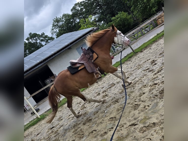 American Paint Horse Mestizo Caballo castrado 5 años 151 cm Overo-todas las-capas in Raesfeld