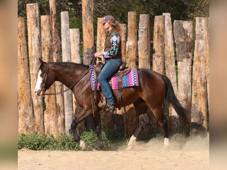 American Paint Horse Caballo castrado 5 años 152 cm Castaño rojizo in Athens