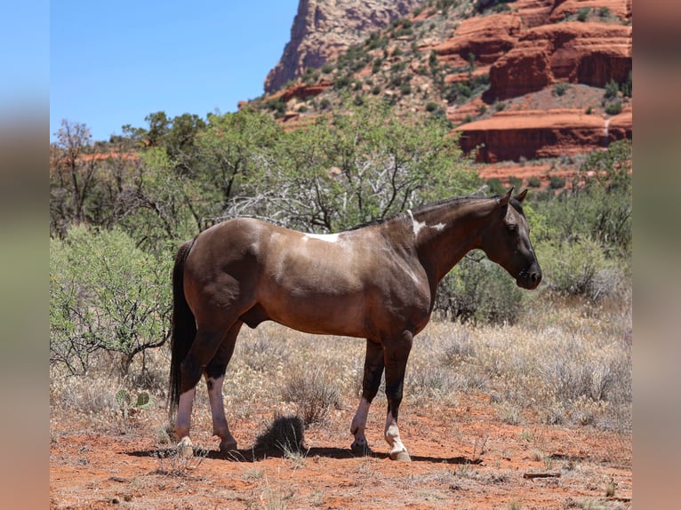 American Paint Horse Caballo castrado 5 años 152 cm Grullo in Camp Verde