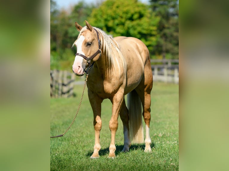 American Paint Horse Caballo castrado 5 años 152 cm Palomino in New Holland