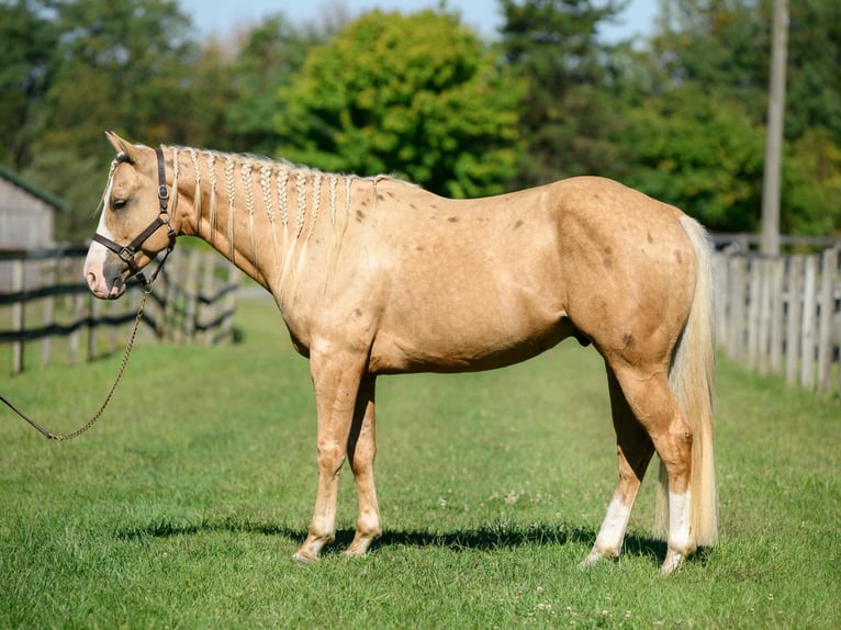American Paint Horse Caballo castrado 5 años 152 cm Palomino in Narvon