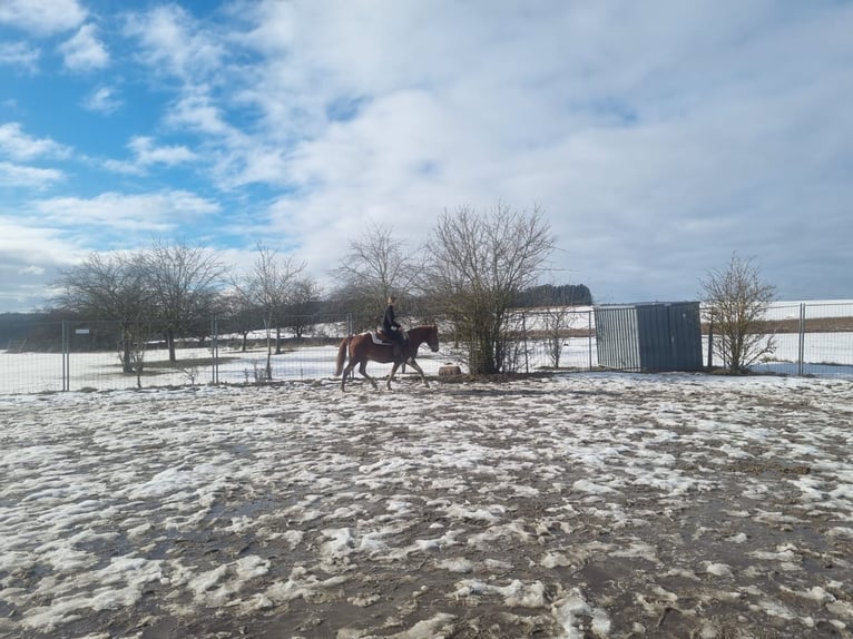 American Paint Horse Mestizo Caballo castrado 5 años 153 cm Pío in Deuerling