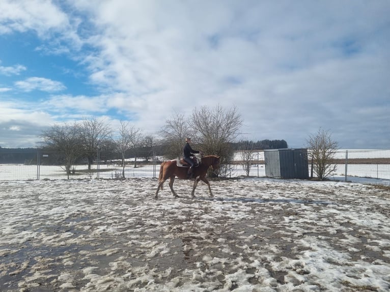 American Paint Horse Mestizo Caballo castrado 5 años 153 cm Pío in Deuerling